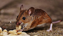 24 Hour & Emergency Exterminators in Fayetteville, PA